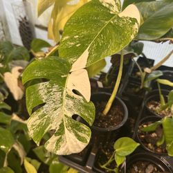 Monstera Albo variegated. Two leaves. Exact plant. Roots have started