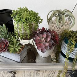Decoration Plants
