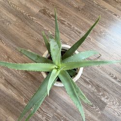 Aloe Plant