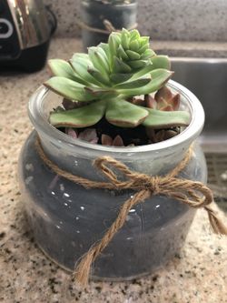 Succulents centerpiece