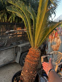 Saigo Palm