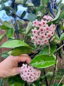 🌺 Blooming Heirloom Carnosa 5 ft tall
