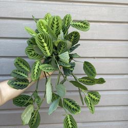 6” lemon lime maranta