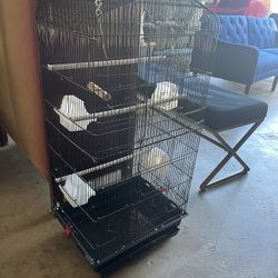 Bird Cage
