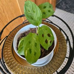 Maranta Leuconeura Variegated (White Pot-A)