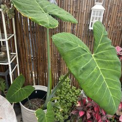 Elephant Ear Plant 