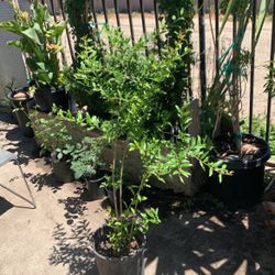 Pomegranate Tree ; Arbol De Granada 
