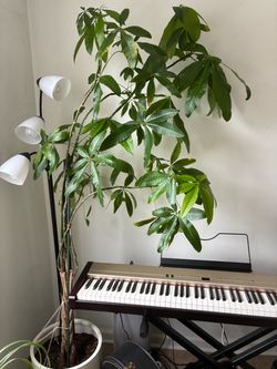 Money tree and pot