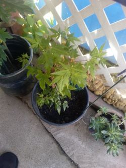Japanese maple tree