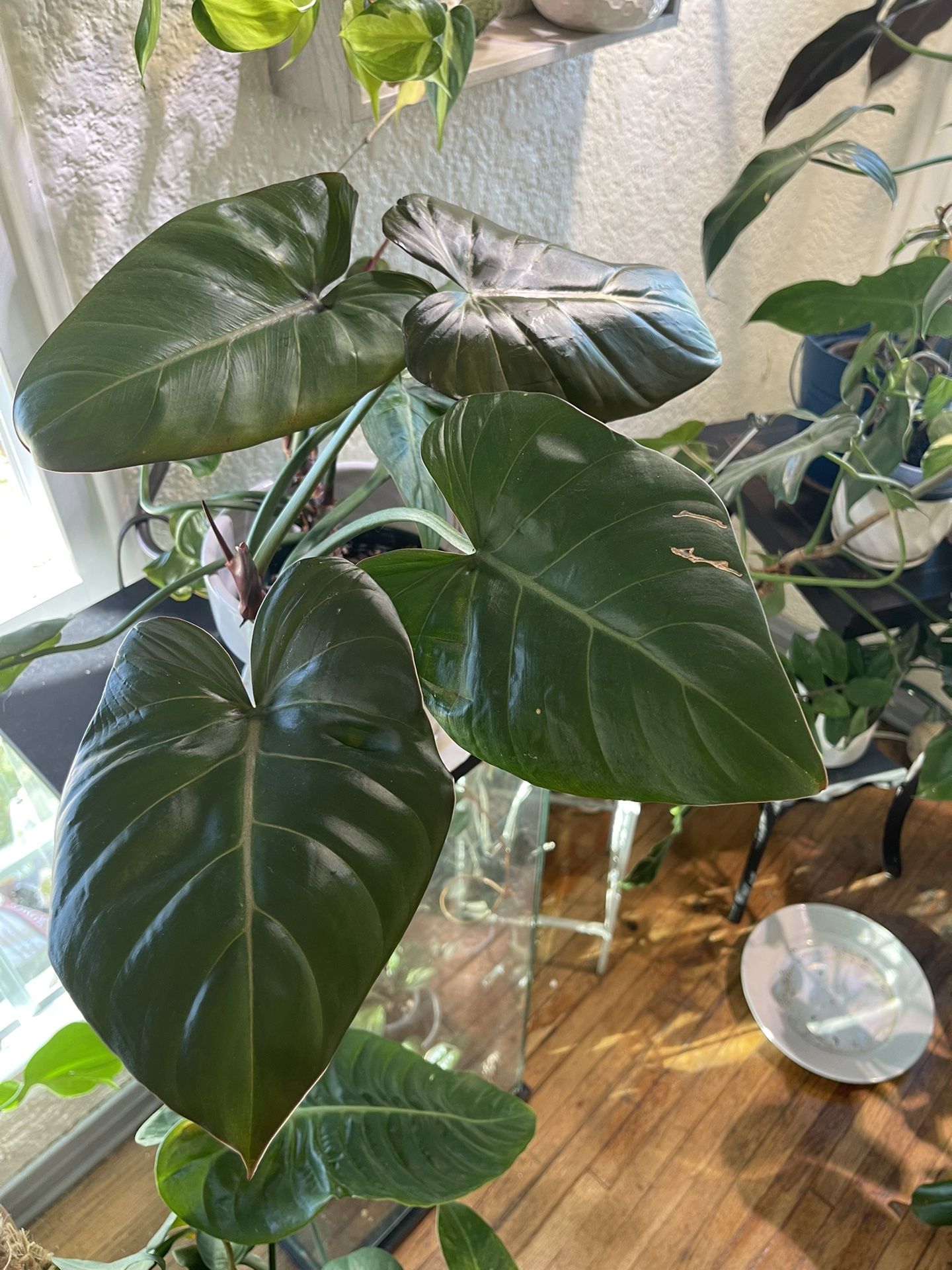 Y♢771 Okinawan Y♢771 Okinawan Y♢771 Okinawan Ancient Okinawan village on