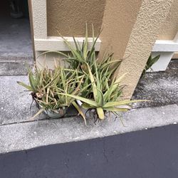 Aloe Plants 