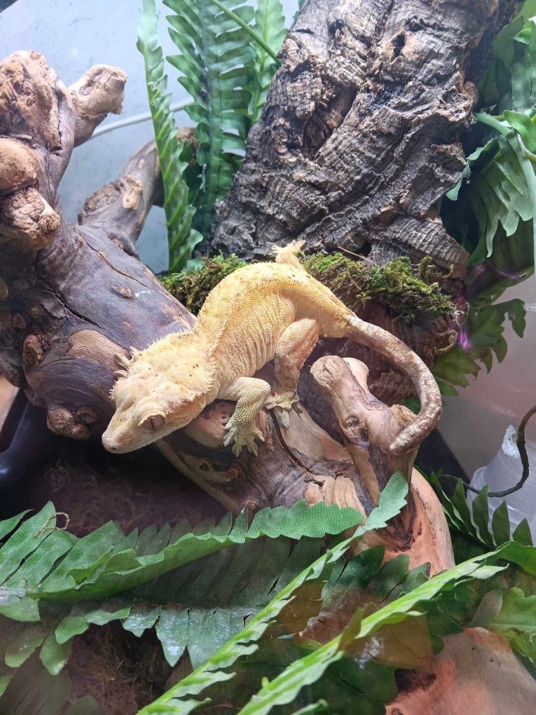 Reptile And Exotic Rescue