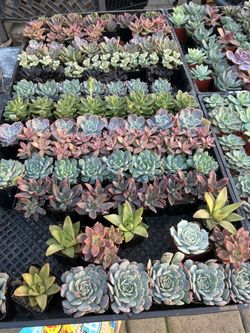 Premium 2 Inch Succulents 