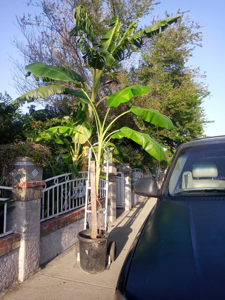 Platano Costillon. Banana Tree On Dolly Only