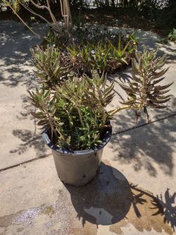 The Mother of Thousands Plant 5 Gal