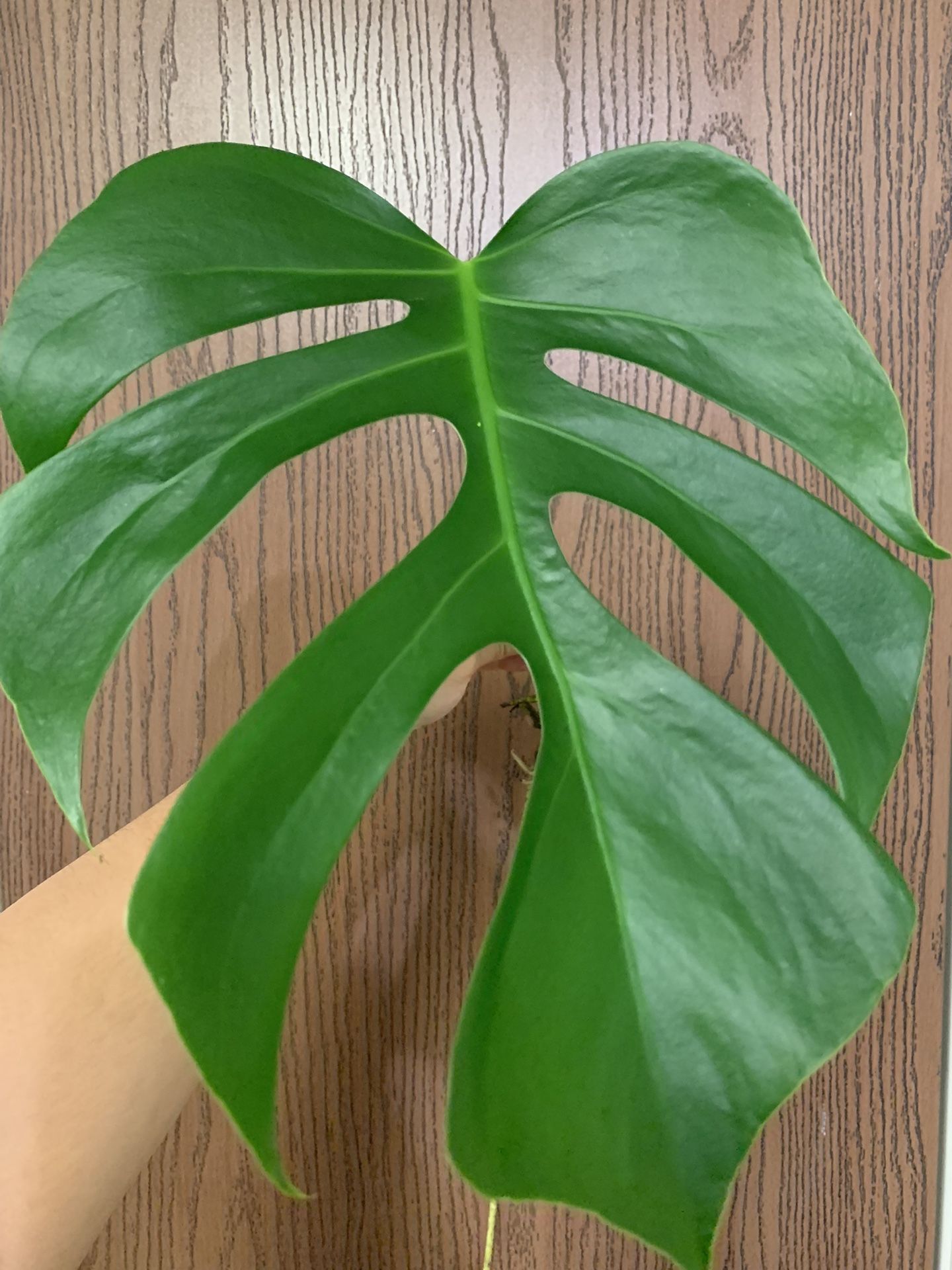 Mexican Monstera Sierrana