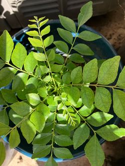 Curry Plant
