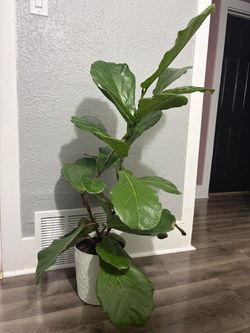 Live Fiddle Leaf Fig Tree in White Pot