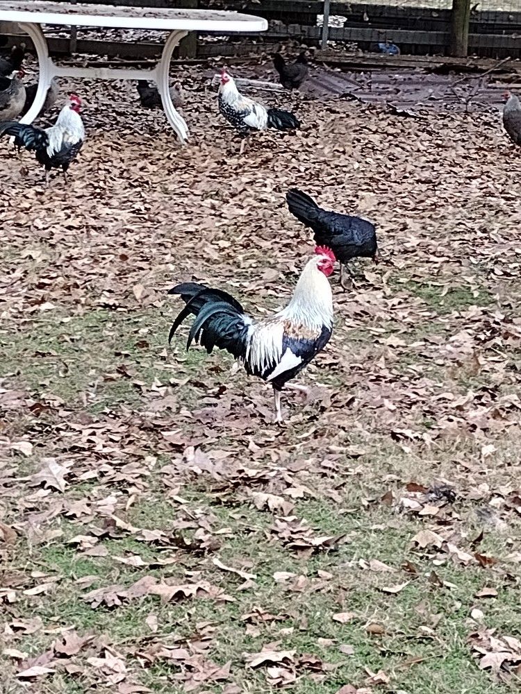 In Search Of Free Farm Animals Just Let Me Know What You Have