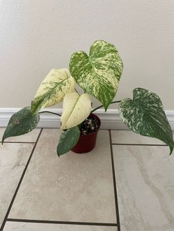 Monstera mint white monster plant