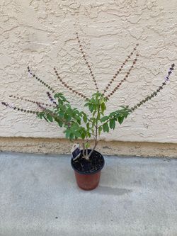 African Blue Basil Pollinator Plant in 6” Pot