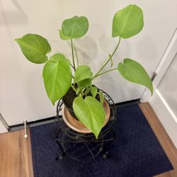Monstera Deliciousa 