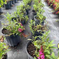 🟣 Plant: Buddleia (Butterfly Bush / Badlia)