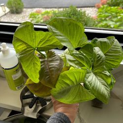 Pink Variegated Syngonium Rooted In Vase  