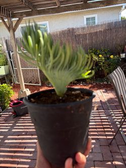 Mermaid tail or crested senecio vitalis