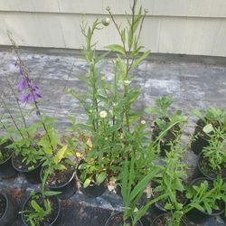 Shasta Daysi Plant Each $5