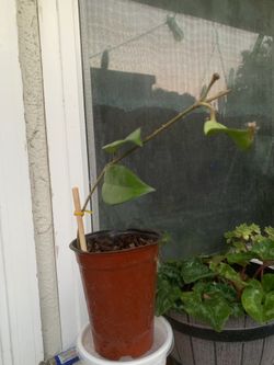 Hoya live plant