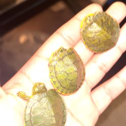 3 Baby🐢 For Sell