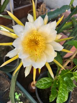 Dragon fruit plant