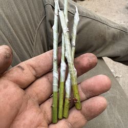 Japanese Weeping Ume Cuttings For Grafting. 