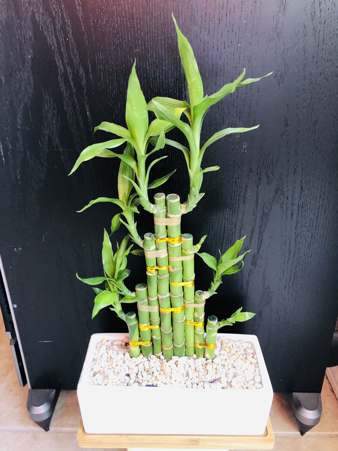 Lucky Bamboo Live Plant Indoor 