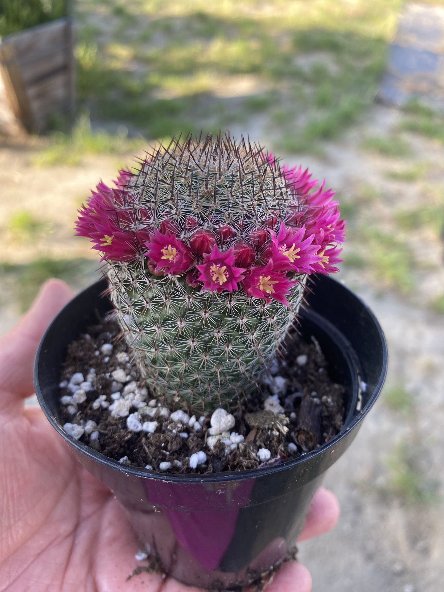 Beautiful Of Cactus 🌵 $7 Each