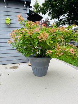 Quickfire  Hydrangea