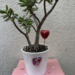 Valentines Gift Jade Plant