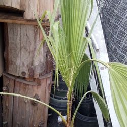 🌴Fan Palm Tree(Mexicana)