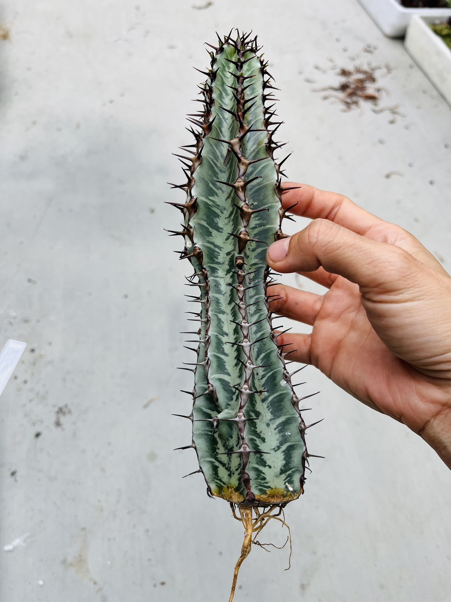 Euphorbia confinalis ssp. rhodesia Imported