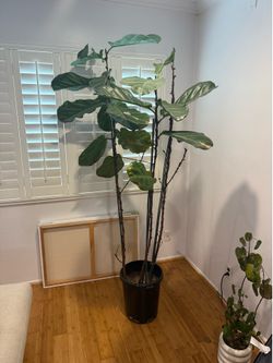 Large fiddle leaf fig plant