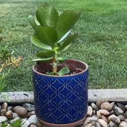 Windhoek Succulent leaves Rare  Plant 🪴 $15 