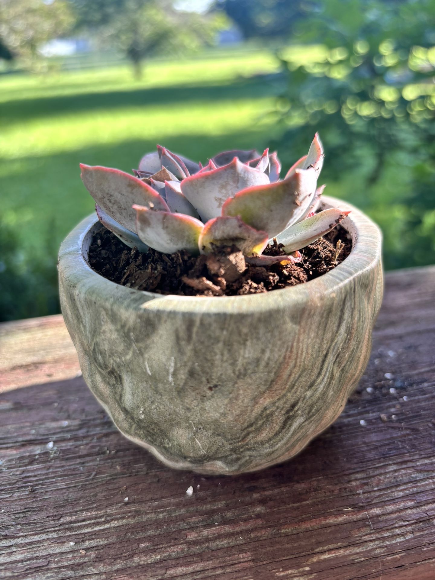 Modern Marble Ceramic Hanging Flower Pots with Rosette Succulent