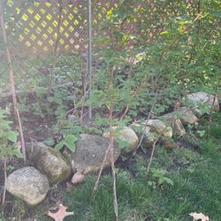 Raspberry Plants