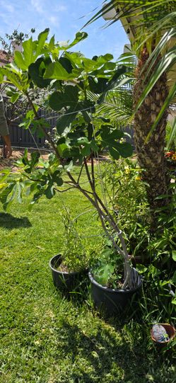 Fig tree/ plant