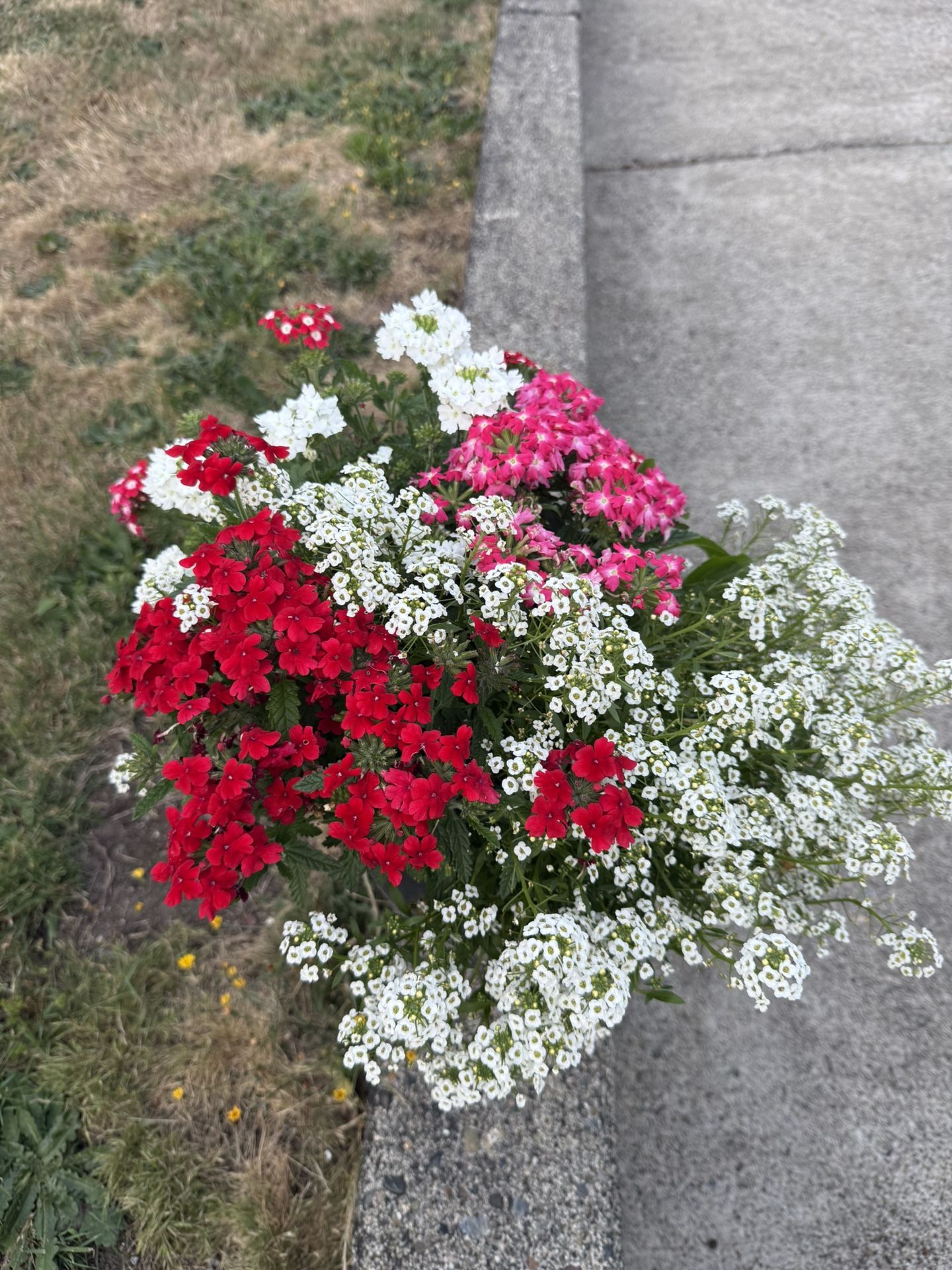 Flowers Combination Blooming Verbena Alyssum 