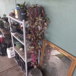 House Plant Wandering Jew