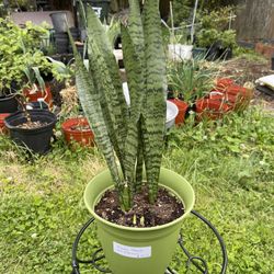 SNAKE Plants , Rare, History Of Flowers