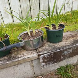 Red Hot " Torch Plants"