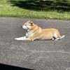 Vito